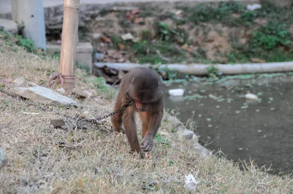 Junger Brauner Affe Ketten Vietnam — Stockfoto