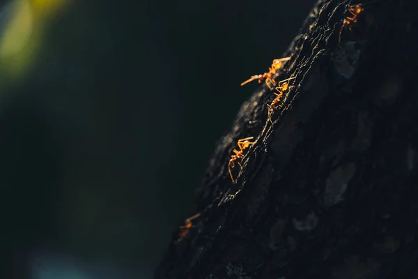 Primer Plano Hormigas Naranjas Bajando Por Árbol —  Fotos de Stock