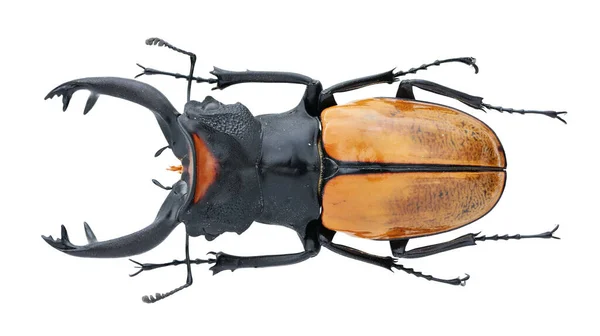 用宏透镜从白色背景中分离的甲虫昆虫标本昆虫标本的昆虫采集 — 图库照片