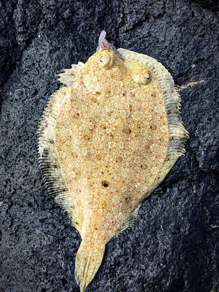 Vertical Top View Closeup Flat Fish Sea Flounder Grey Stone — Stock Photo, Image