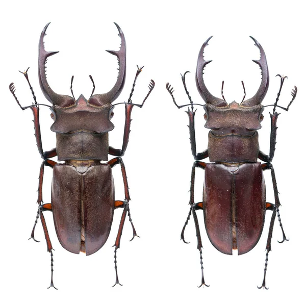 Böcek Koleksiyonu Beyaz Arka Planda Izole Edilmiş Makro Lens Tarafından — Stok fotoğraf