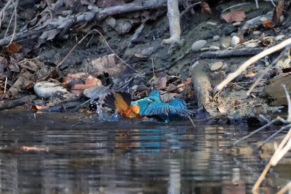 Close Kingfisher Comum Alcedo Atthis Uma Costa — Fotografia de Stock