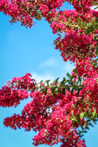 Tiro Close Vertical Flores Rosa Contra Céu Azul Jardim — Fotografia de Stock