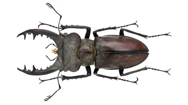 Colección Insectos Espécimen Escarabajo Ciervo Aislado Sobre Fondo Blanco Fotografiado — Foto de Stock