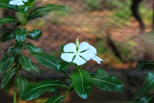 美丽的白杨花在花园里绽放 — 图库照片