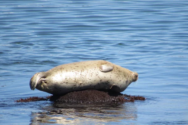 Primer Plano Una Foca Del Puerto Nadando Agua —  Fotos de Stock