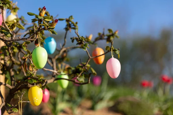 Colorful Easter Eggs Hanging Tree Branch Green Leaven Spring Blossom — Stock Photo, Image