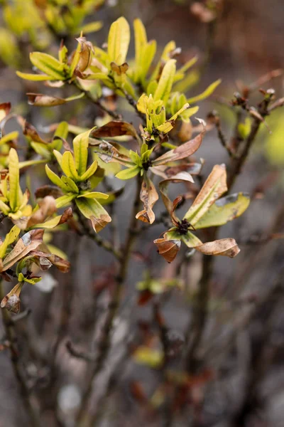 Vertical Closeup Half Dry Green Leaves Blurry Background Selected Focus — Stock Photo, Image