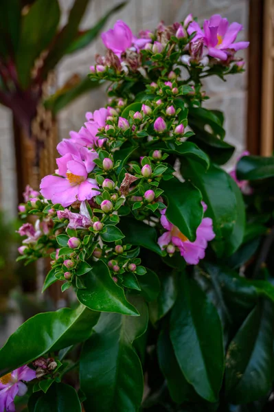 Вертикальне Крупним Планом Фіолетові Квіти Родокактуса Ростуть Зеленим Листям — стокове фото