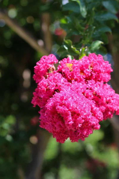 Een Verticaal Close Shot Van Roze Crape Mirte Bloemen Tuin — Stockfoto