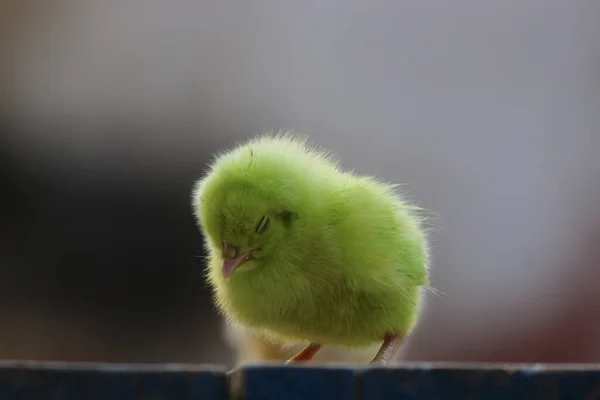 Nahaufnahme Eines Schlafenden Kükens Mit Verschwommenem Hintergrund — Stockfoto