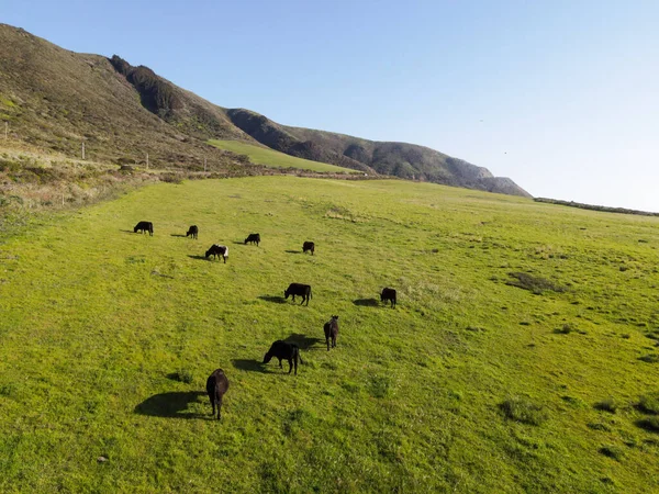 Μια Εναέρια Άποψη Των Αγελάδων Που Τρώνε Γρασίδι Ένα Λόφο — Φωτογραφία Αρχείου