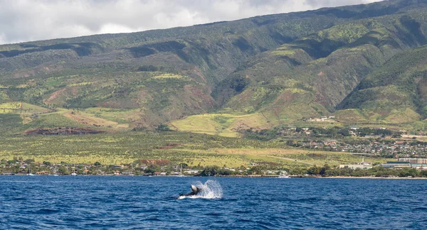 Landscape Maui Island Hawaii Tail Whale Sticking Out Ocean — Stock Photo, Image