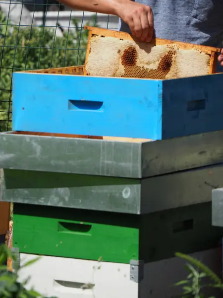 Včelař Pracuje Včelami Úly Včelíně Koncept Včelařství Včelař Sklízí Med — Stock fotografie