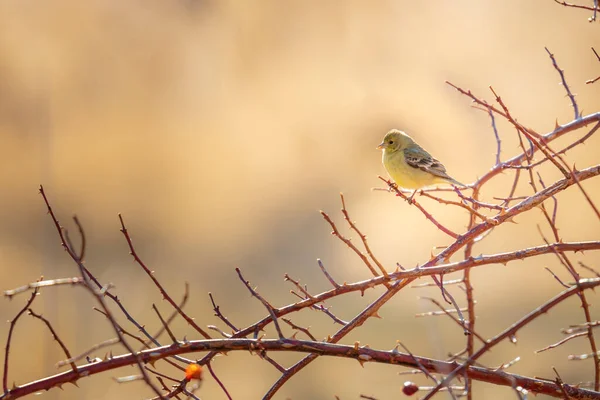 Primer Plano Pinzón Dorado Pequeño Encaramado Una Rama Desnuda Árbol — Foto de Stock