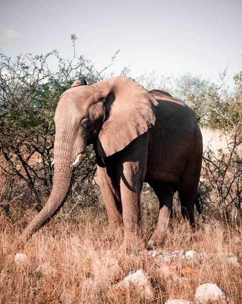 Grand Éléphant Dans Paysage Naturel — Photo