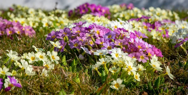 Bunch Beautiful Primrose Flowers Blooming Field — Stock Photo, Image