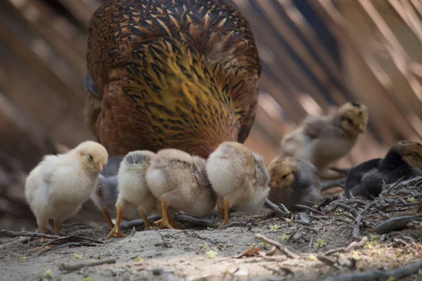 Beautiful Portrait Cute Baby Chicks — Stock Photo, Image