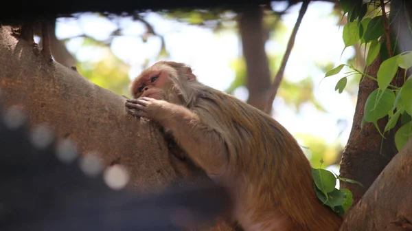Gros Plan Bébé Macaque Sur Arbre — Photo