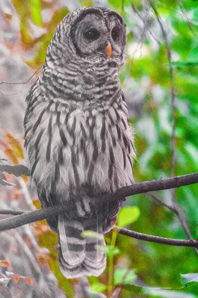 坐在树枝上的Barred Owl的特写 — 图库照片
