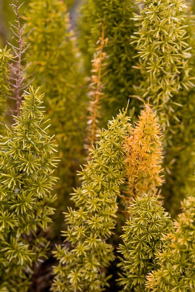 Вертикальный Крупный План Asparagus Densiflorus Лисий Папоротник Выбранный Фокус — стоковое фото