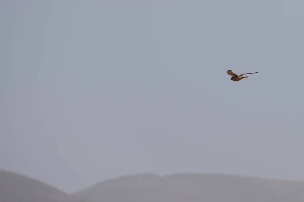 Kestrel Flying Desert Atlas Mountains Background — Stock Photo, Image