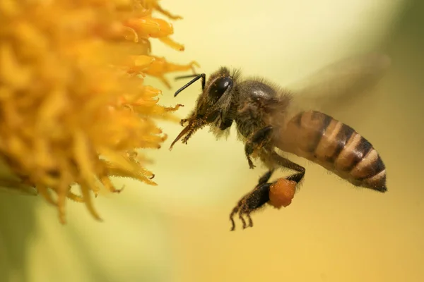 Makroaufnahme Einer Honigjägerbiene Auf Der Suche Nach Pollen Der Gelben — Stockfoto