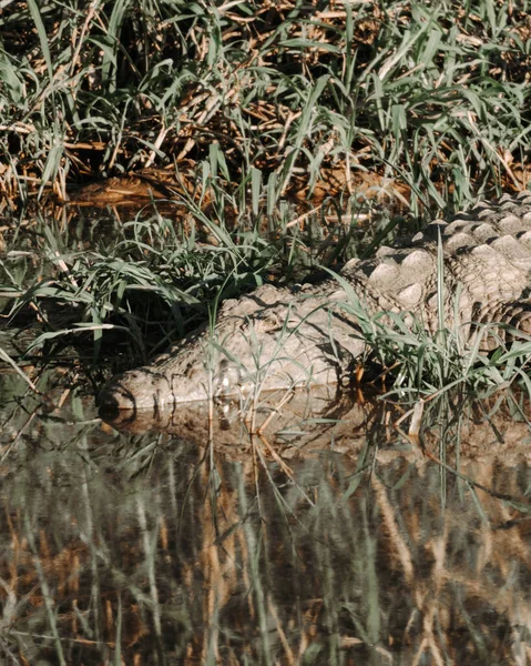 Tiro Perto Crocodilo Nilo — Fotografia de Stock