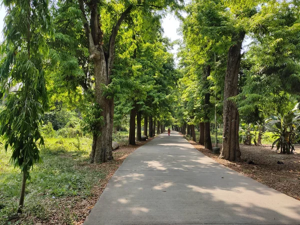 Sentiero Nel Giardino Botanico Kolkata Una Giornata Sole — Foto Stock