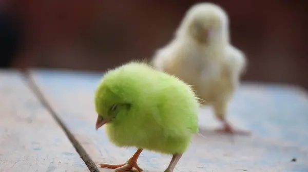 Nahaufnahme Eines Schlafenden Kükens Mit Verschwommenem Hintergrund — Stockfoto