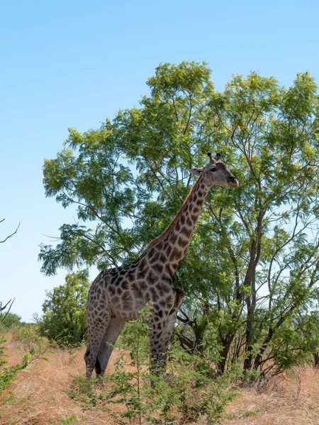 Egy Gyönyörű Kép Egy Zsiráfról Egy Hatalmas Területen Szafarinak Afrikában — Stock Fotó
