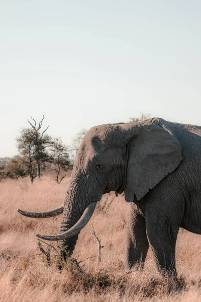 Plan Vertical Éléphant Dans Savane Afrique Sud — Photo