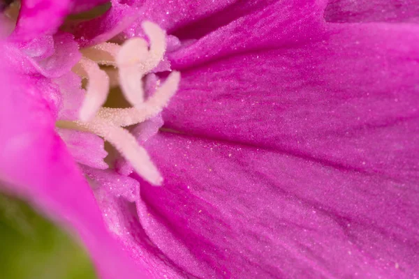 以雄蕊花粉为着色的粉红花宏观照片 — 图库照片