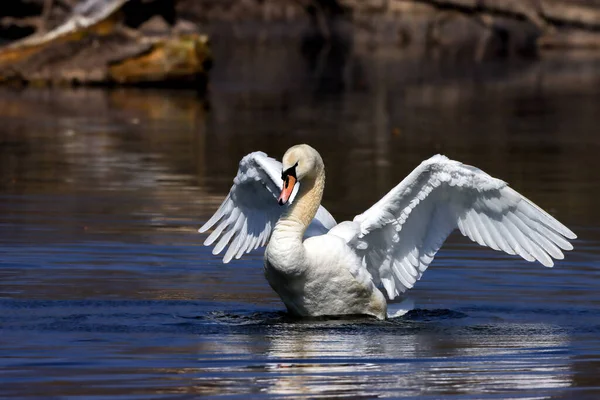 Elegantní Němá Labuť Cygnus Olor Vodě — Stock fotografie