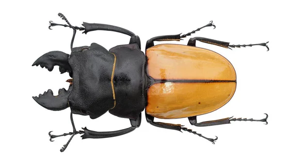 Insect Collection Stag Beetle Specimen Isolated White Background Photoed Macro — Stock Photo, Image