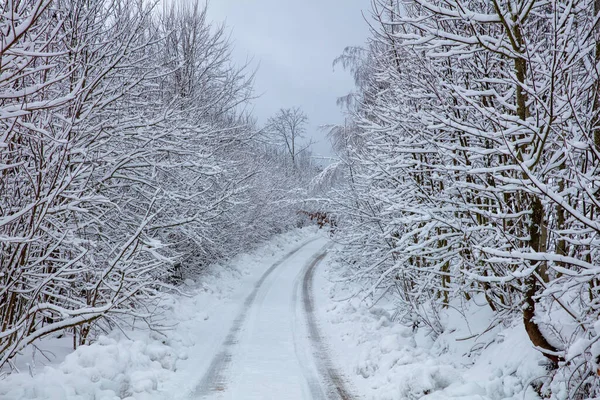 Camino Forestal Cubierto Nieve Rodeado Arbustos Árboles Cubiertos Nieve Carretera —  Fotos de Stock