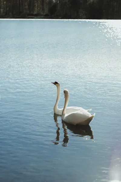 Plan Vertical Deux Adorables Cygnes Muets Nageant Dans Lac — Photo