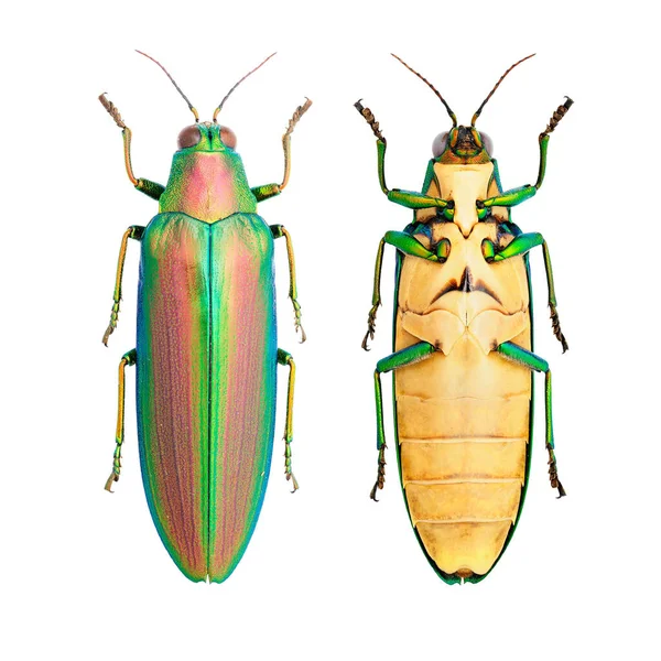 Insectenverzameling Van Glanzende Juweelkevers Witte Achtergrond Geisoleerd Door Macro Lens — Stockfoto