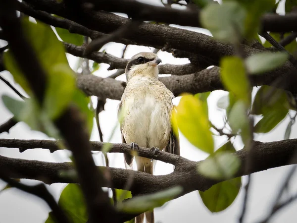 Een Brown Shrike Zittend Een Aftakking — Stockfoto