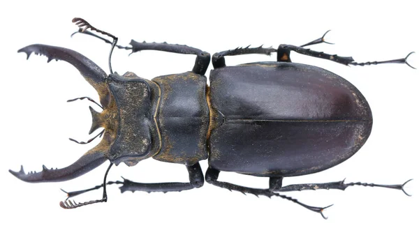 매크로 렌즈로 배경에 고립되어 딱정벌레 표본의 수집물 — 스톡 사진