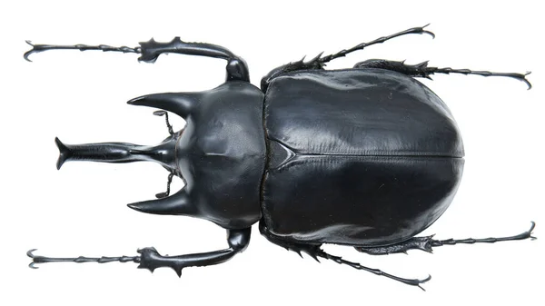 Insect Collection Rhinoceros Beetles Specimen Isolated White Background Photoed Macro — Stock Photo, Image