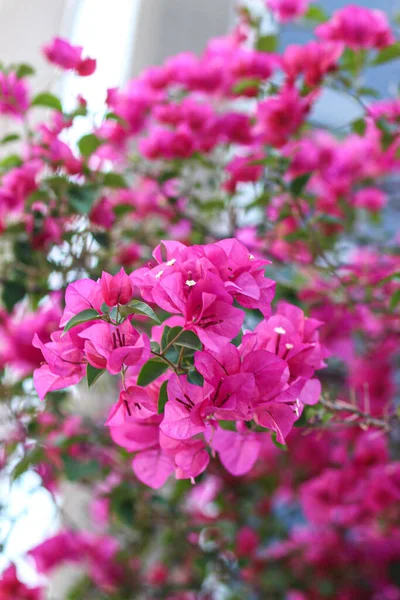 Вертикальный Крупный План Розовых Бугенвиллий Растущих Саду — стоковое фото