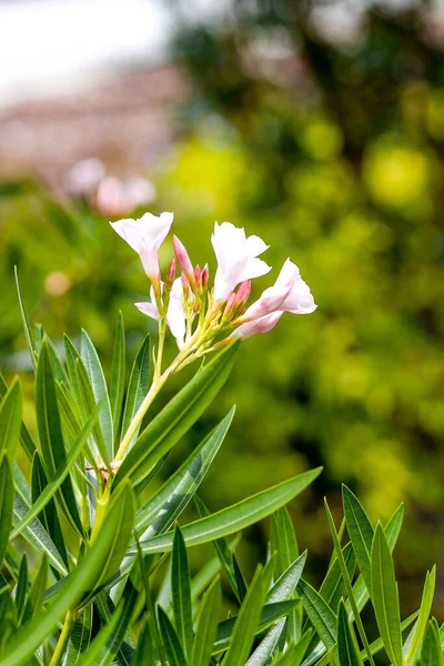Plano Vertical Flores Florecientes Nerium — Foto de Stock