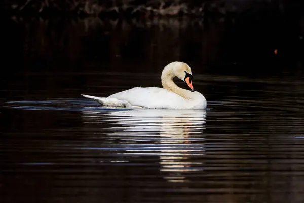 Elegante Cisne Mudo Cygnus Olor Agua — Foto de Stock