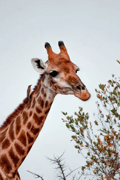 Colpo Verticale Una Giraffa Natura — Foto Stock