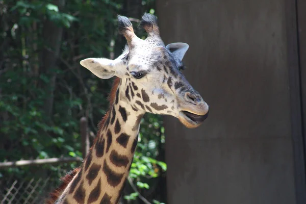 Primer Plano Una Adorable Jirafa Zoológico — Foto de Stock