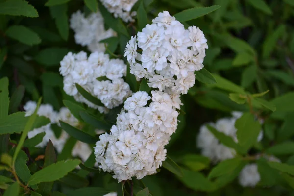 Ένας Θάμνος Χαμηλής Ανάπτυξης Πολλά Όμορφα Διπλά Λευκά Λουλούδια — Φωτογραφία Αρχείου