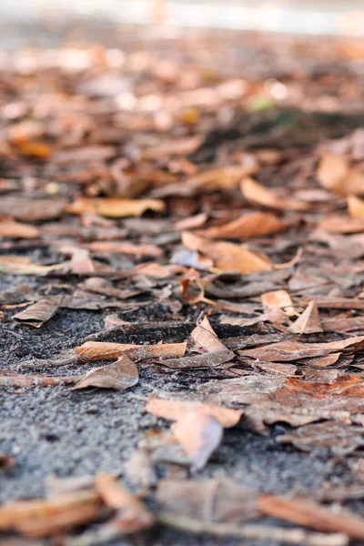 ウッドチップマルチで覆われた地面の選択的なフォーカスショット — ストック写真