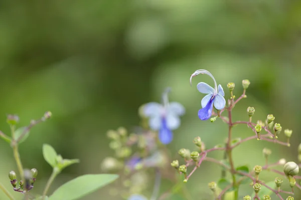 Macro Image Exotic Asian Flower Blue Color Lots Tiny Buds — Stock Photo, Image