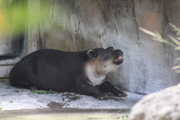 Close Uma Anta Sentada Sob Uma Sombra Zoológico — Fotografia de Stock